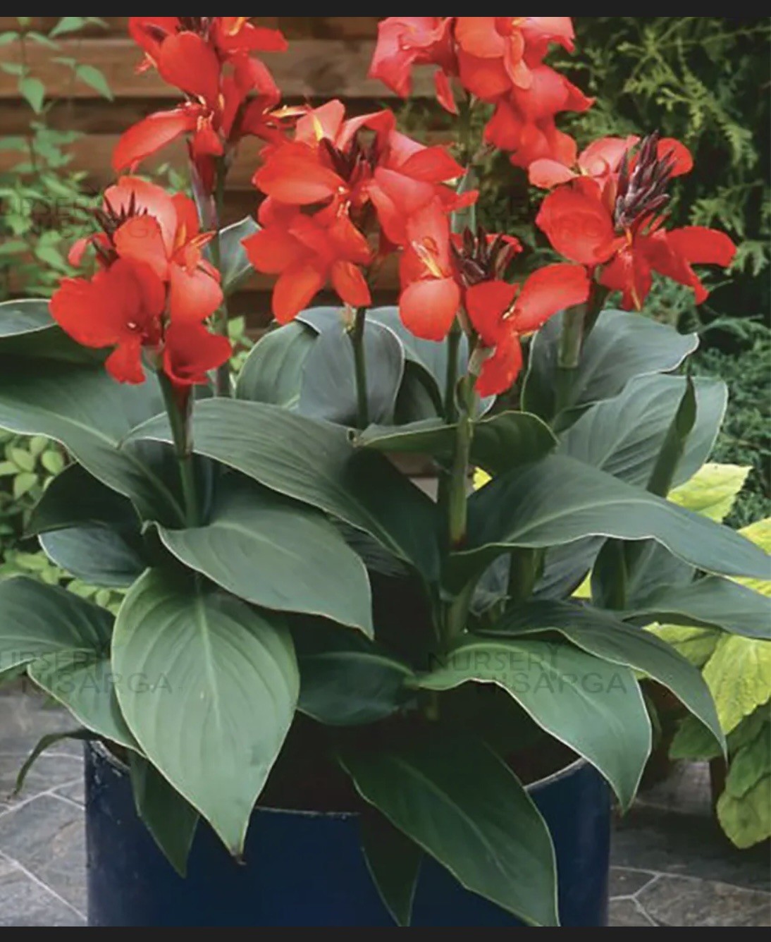 Canna Bulbs Red Jumbo Plants Tall Plants Lot Of 3 Green Leaf Lily Rhizomes