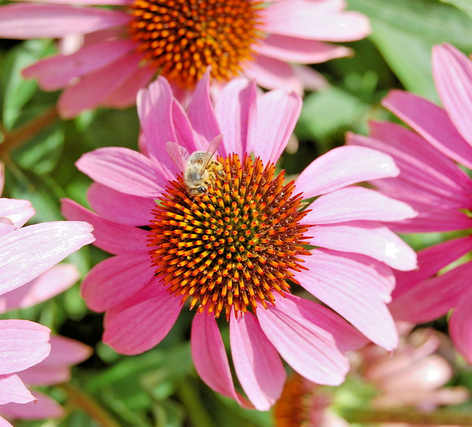 1000 PURPLE CONEFLOWER Seeds (Echinacea purpurea) Hardy Perennial Herb Flower