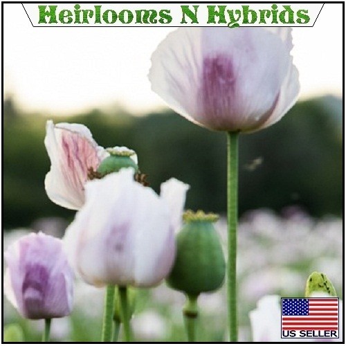 10,000 Tasmanian Poppy Seeds Papavr Somniferum For Planting White Purple Centers