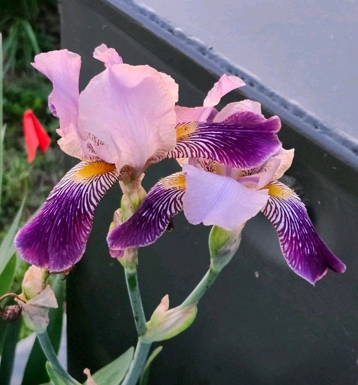 3 Purple Bicolor Tall Bearded Iris Rhizomes Heirloom Long Blooming – FRESHLY DUG