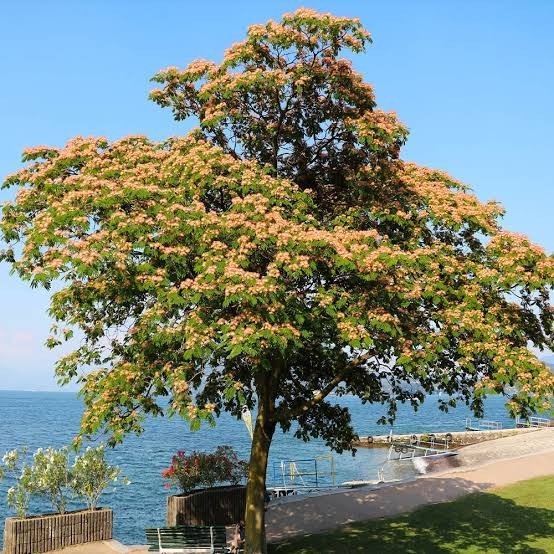 Mimosa (Persian Silk) Tree Seeds Great For Bonsai – 1,000 Seeds + Growing Guide