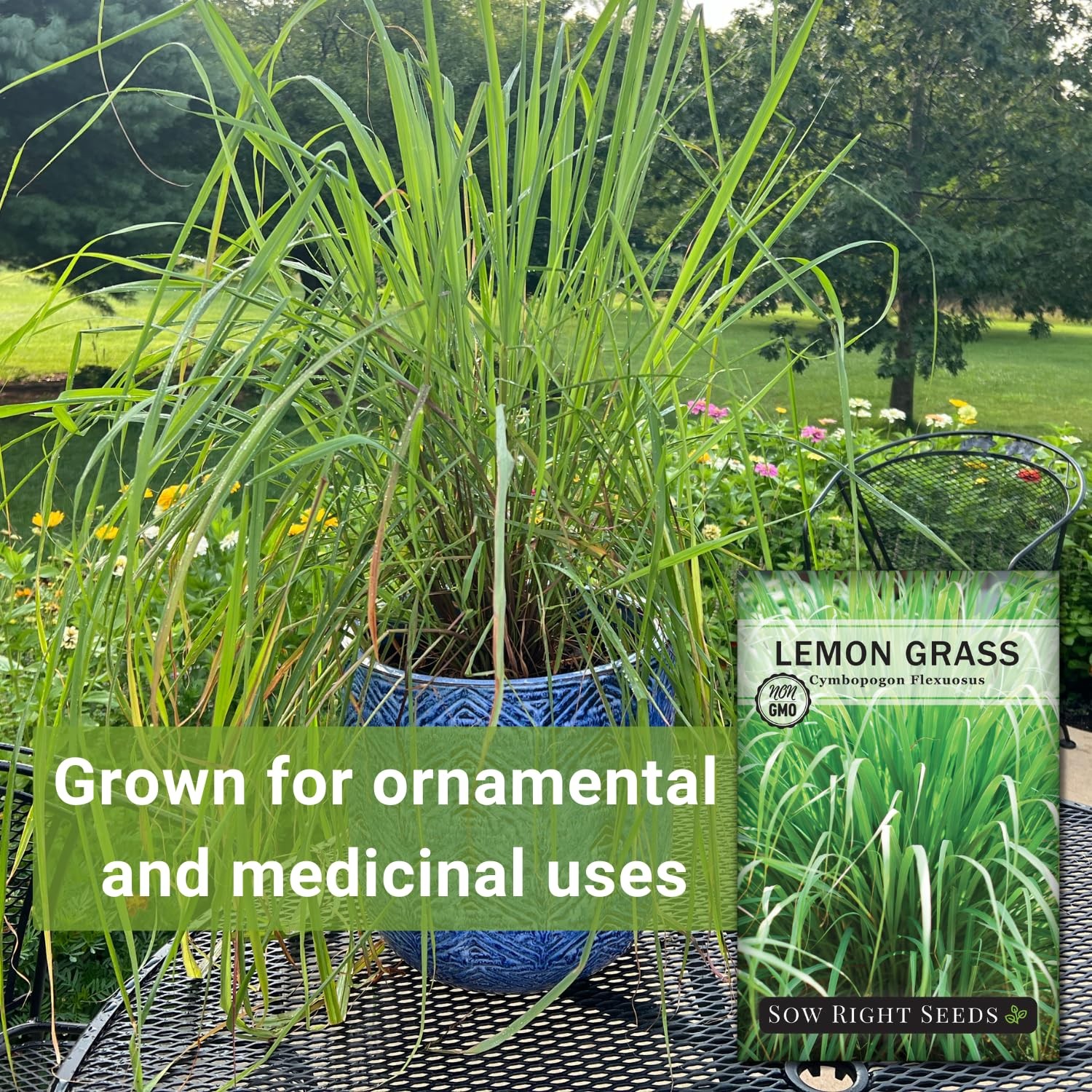 Lemon Grass Heirloom NonGMO Asian Cooking Herbs Garden Planting East Indian