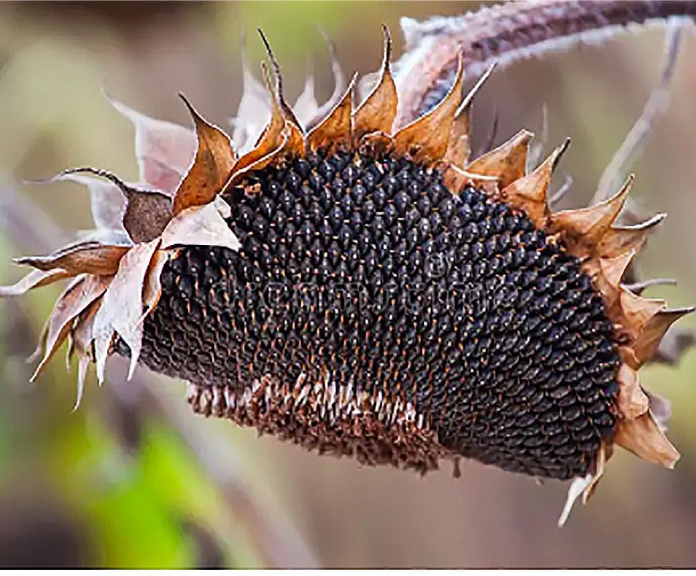 Giant Sunflower Seeds – Mammoth Grey Striped – Attracts Grey,Yellow