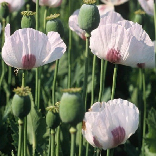 20,000 Organic, Untreated Tasmanian Papever Somniferum Poppy Seeds for Planting