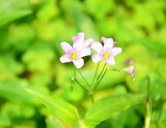 Green Shamrock Bulbs 15 Luck Oxalis Bulbs to Plant, Easy to Grow Indoors