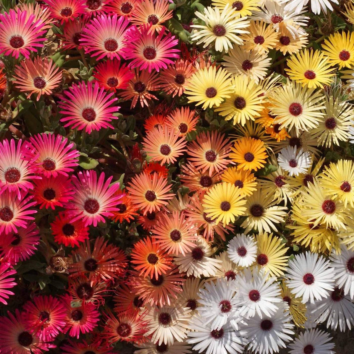 2000 Mixed Ice Plant Wildflower Seeds – Everwilde Farms Mylar Seed Packet