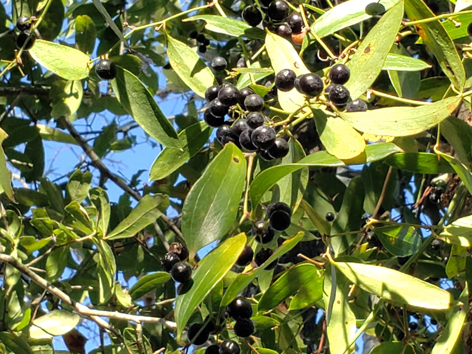 Laurel Greenbrier | 5 Seeds | Smilax Laurifolia | Florida Native Vine | Wildlife