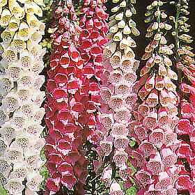 Digitalis purpurea Excelsior 2,500 seeds