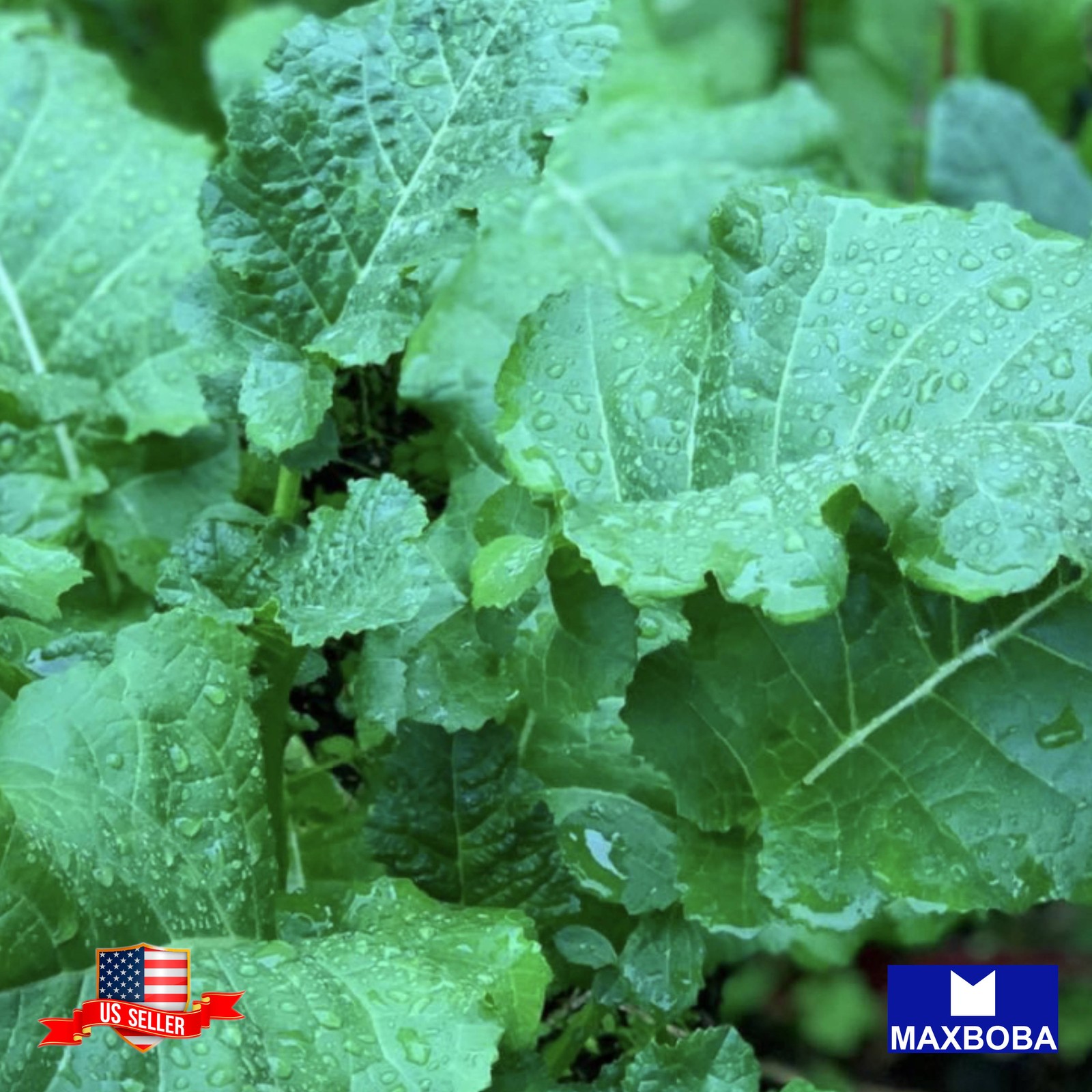 600 Ethiopian Kale Fresh Seeds Non-GMO Heirloom Vegetable
