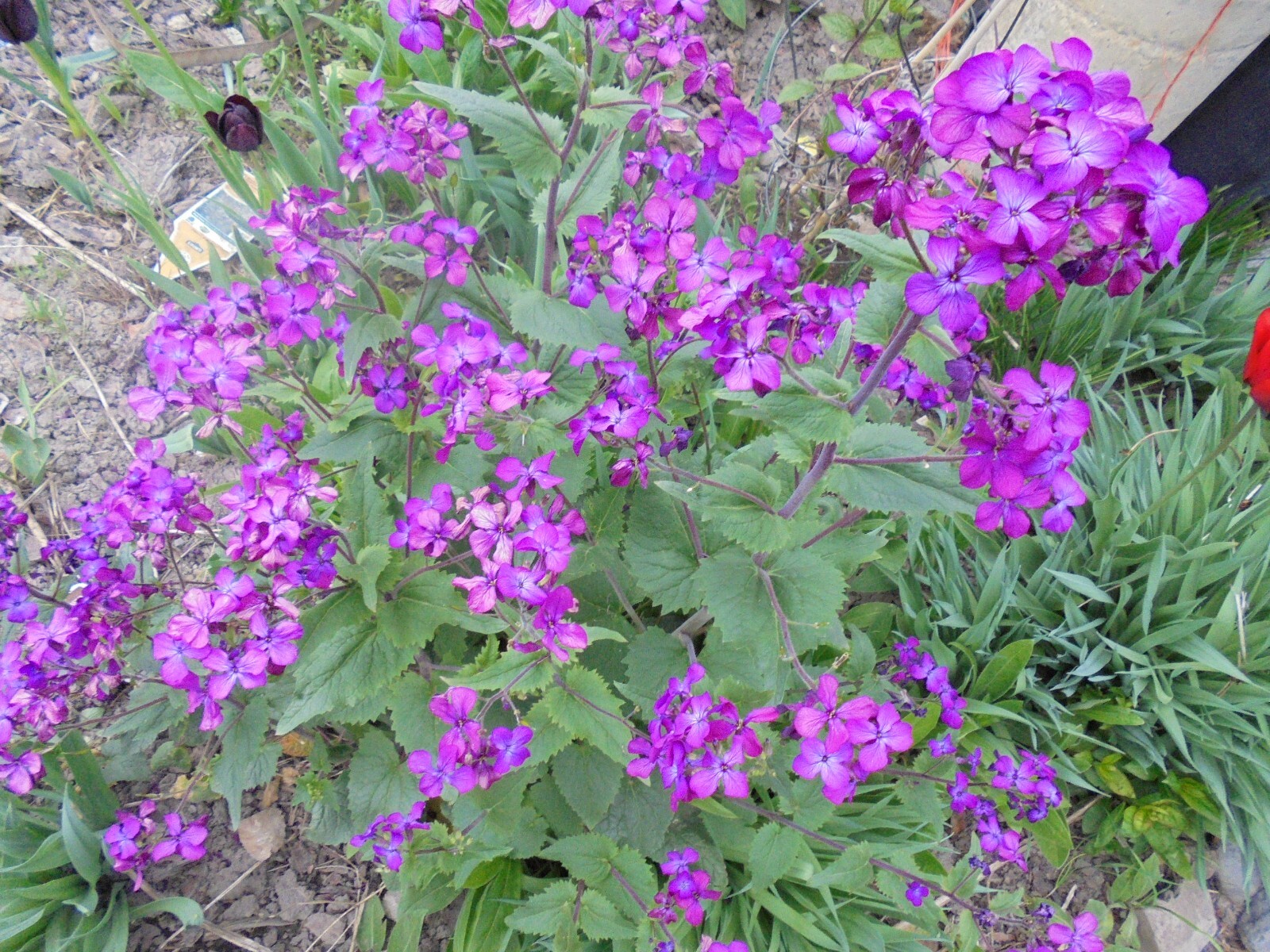 50+ Lunaria/ Money Plant Seeds Biennial
