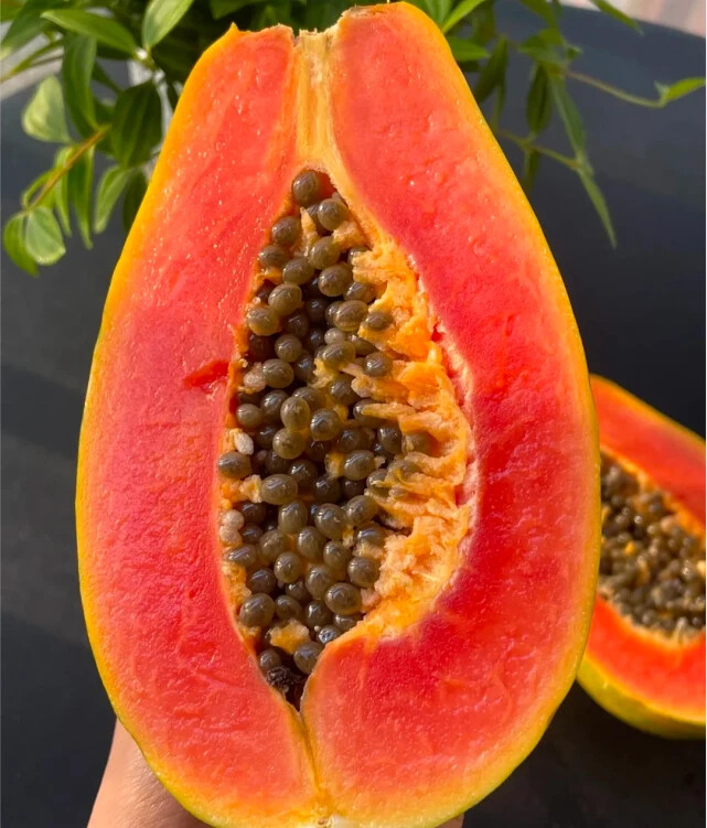 50pcs Red Heart Creamy Papaya Seeds – The Best of Papayas for Your Home Garden