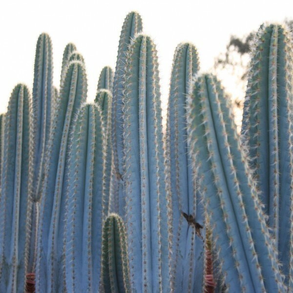 Pilosocereus azureus (Blue Columnar) Cactus Seeds (100 Seeds)