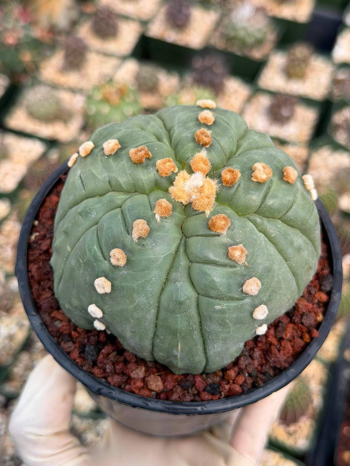 Astrophytum Asterias Fukuryu – Rare 14‑Rib Mutation Cactus