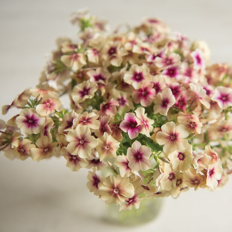 40 Phlox Cherry Caramel Seeds
