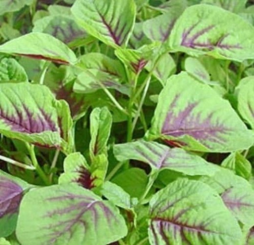 350+ Red Amaranth Seeds – Easy-to-Grow Chinese Spinach Ideal for Peat Soil