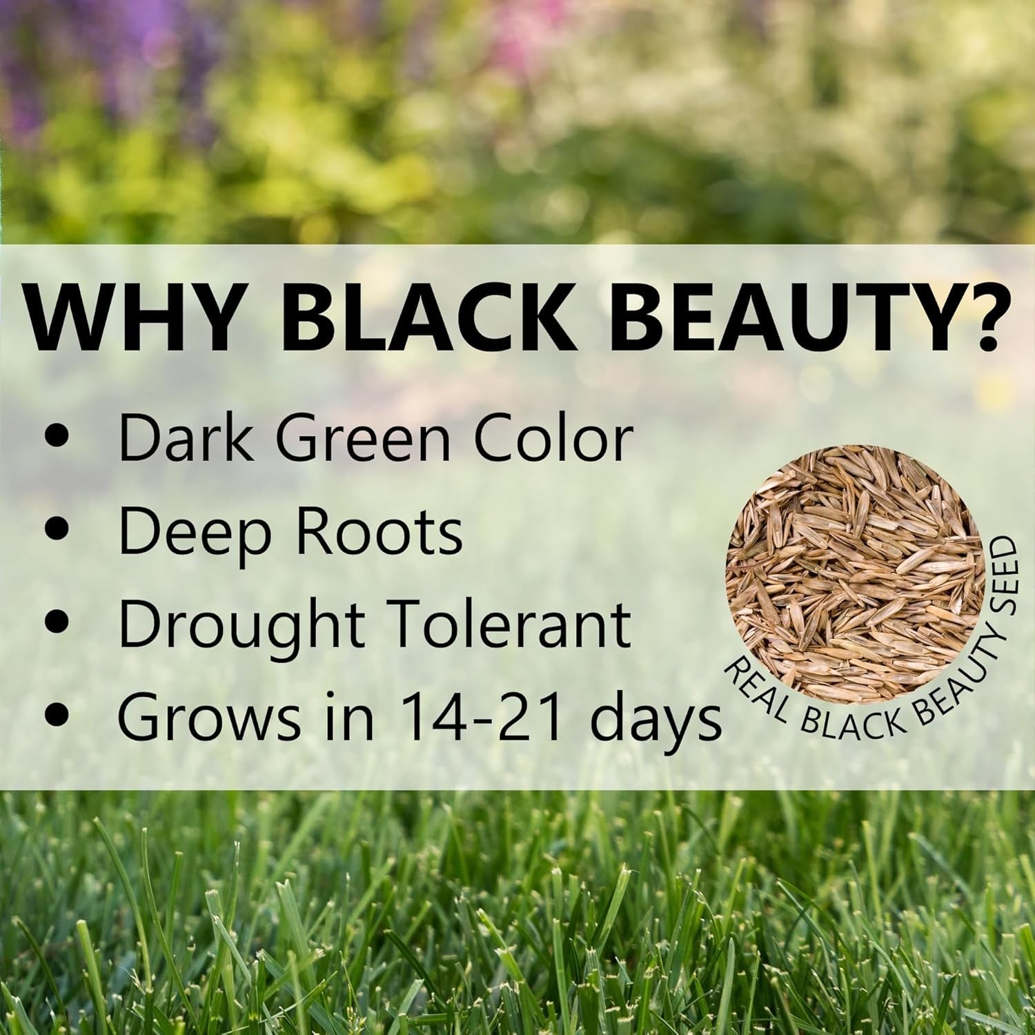 Cool Season Grass Seed Mix – 4 Types for Balanced Growth in Partial Sun