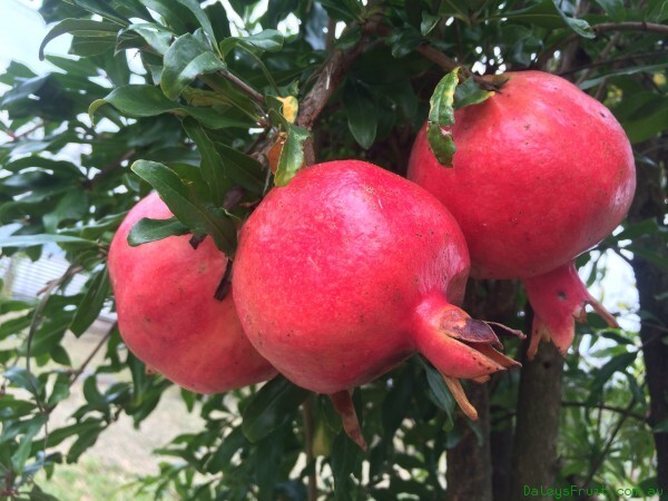 Punica Granatum 25 Seeds Pomegranate Edible Fruit Shrub Tree Ornamental Bonsai