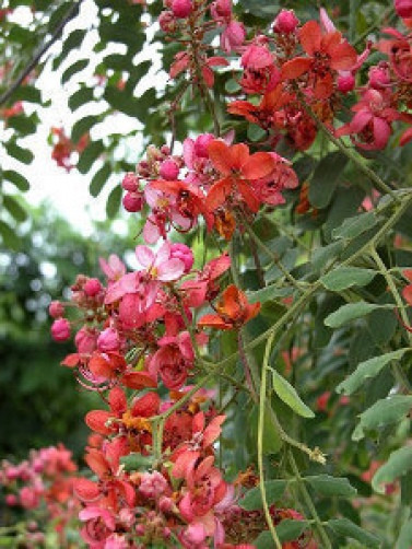 Cassia roxburghii Red Cassia 8 seeds