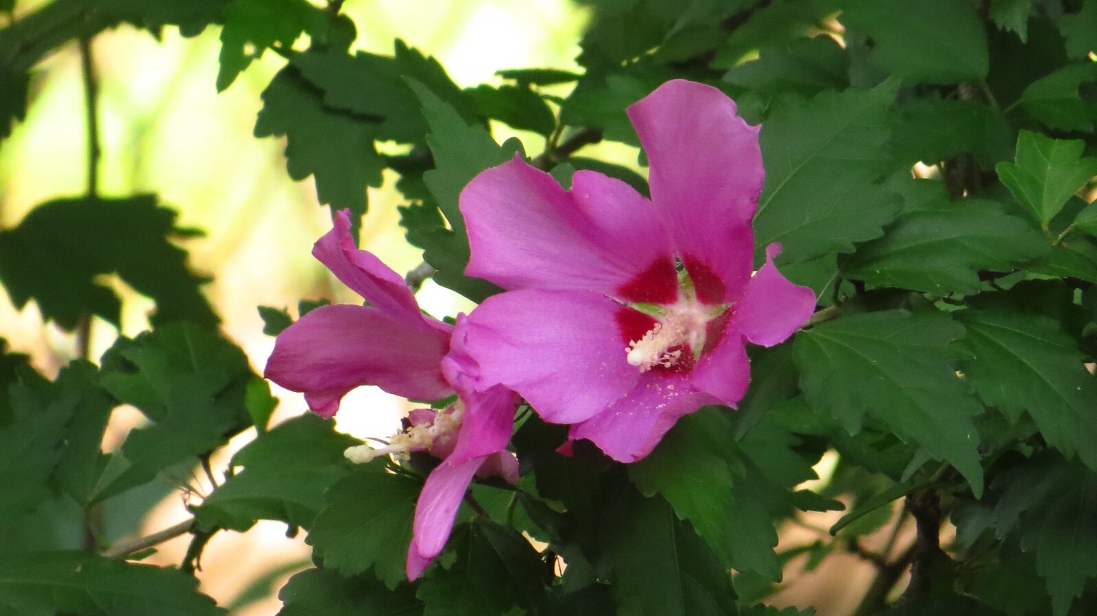 50+ Pink Rose of Sharon Seeds(Hibiscus syriacus/Aphrodite Althea/hardy hibiscus)