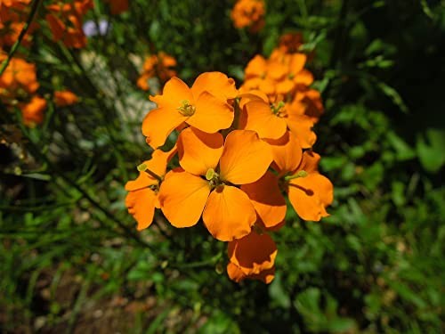 Siberian Wallflower Seeds (Cheiranthus allionii) –400+ Heirloom Non-GMO Seeds
