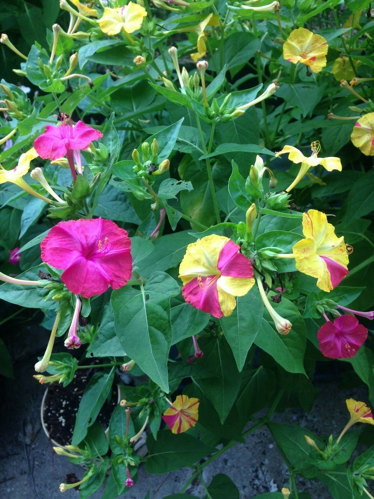4 O’Clocks-Mix of Colors-Heirloom-Perennial-20 FRESH Seeds From My Yard in 2023