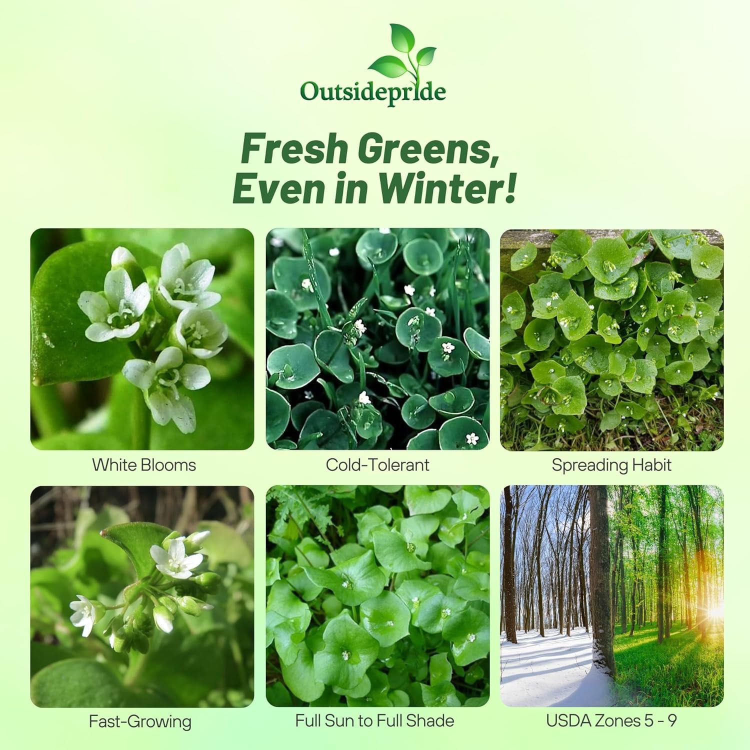 5000 Seeds Annual Claytonia Perfoliata Winter Purslane Herb Garden Seeds for