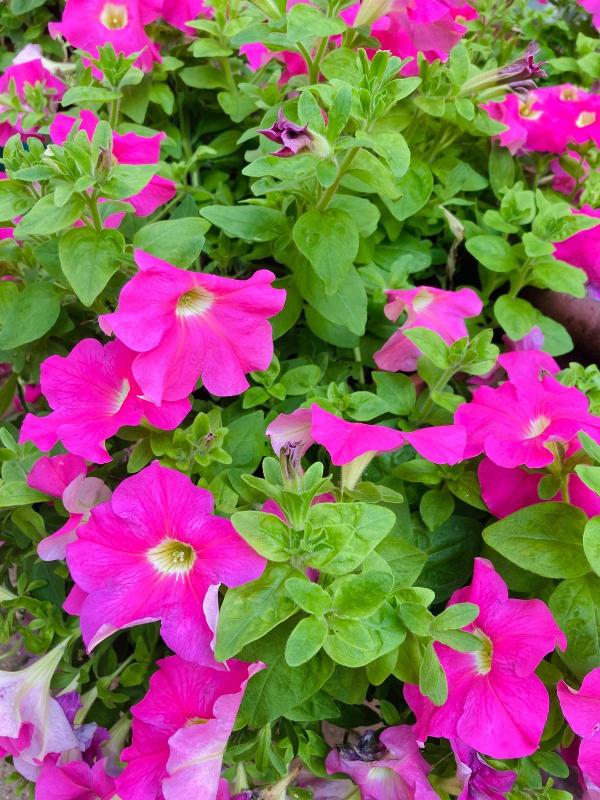 200 PINK LAURA BUSH PETUNIA Violacea Perennial Frilled Trumpet Flower Seeds
