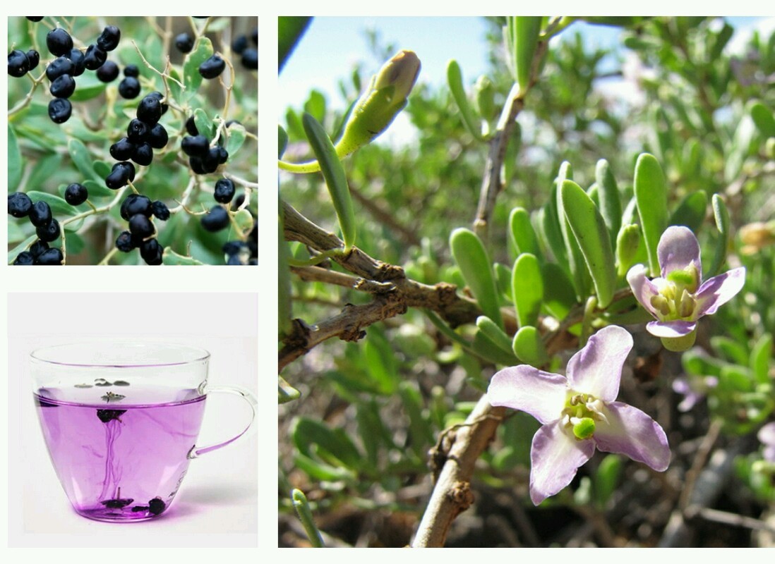 25+ Black Goji Berry Seeds ~ Very rare ~ Lycium ruthenicum *Free US Shipping*