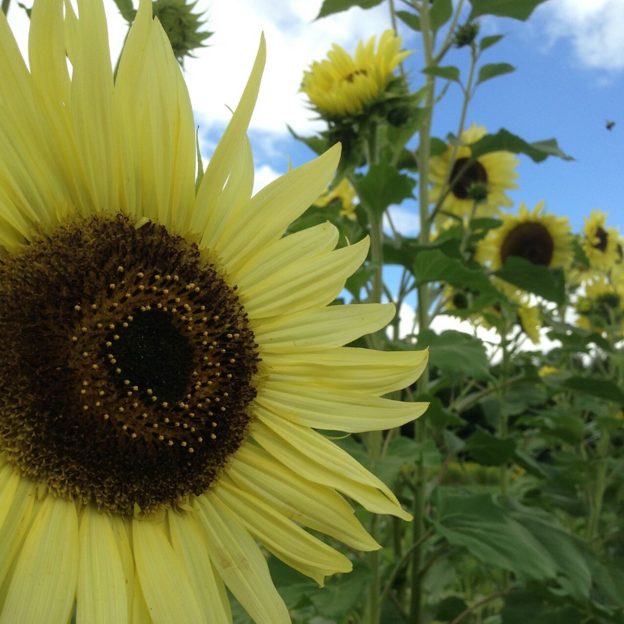 25 LEMON QUEEN SUNFLOWER SEEDS, Heirloom, NON-GMO, Soft & Elegant Summer Bueaty