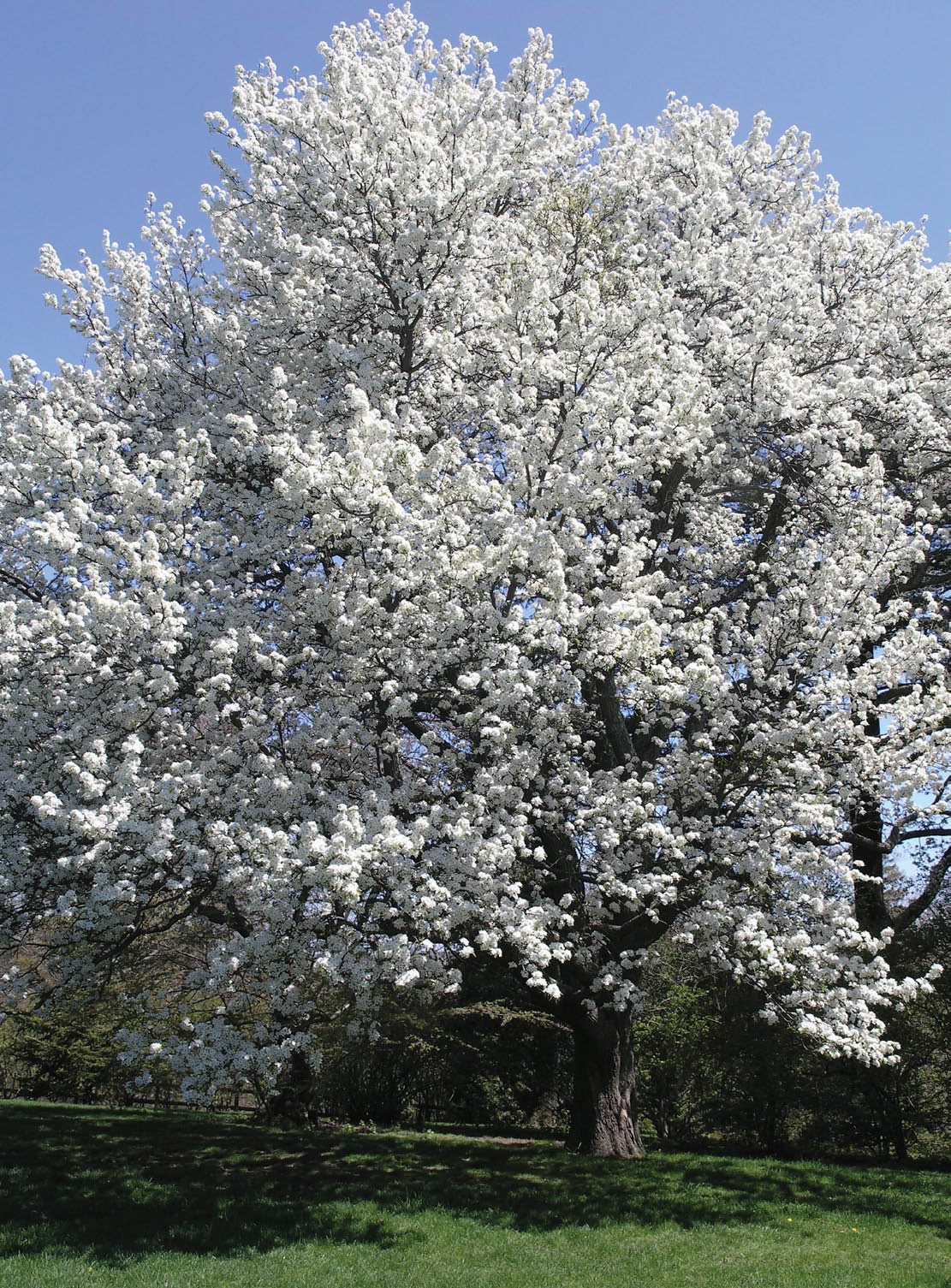 Asian Pear | Premium Seeds | Pyrus pyrifolia ‘Fruit’ | Plants’®