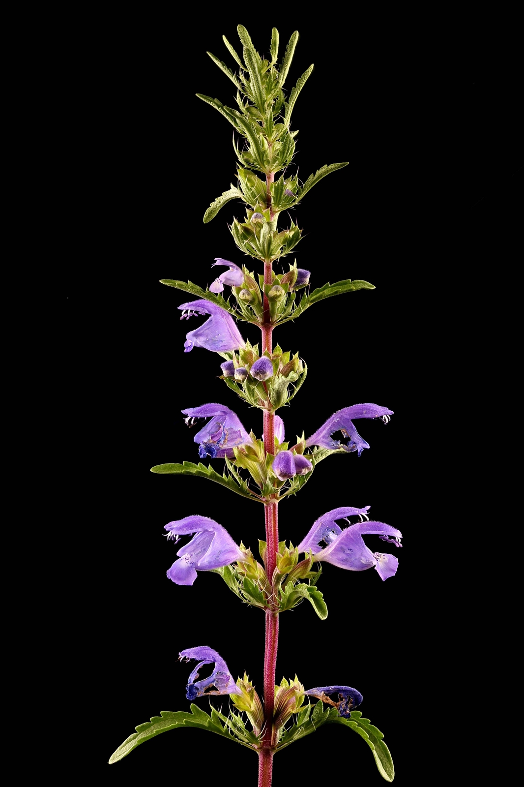 50 Purple False Dragon DRAGONS HEAD OBEDIENT PLANT Dracocephalum Flower Seeds