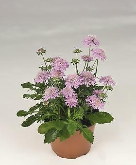 Scabiosa japonica alpina Ritz Rose 250 seeds