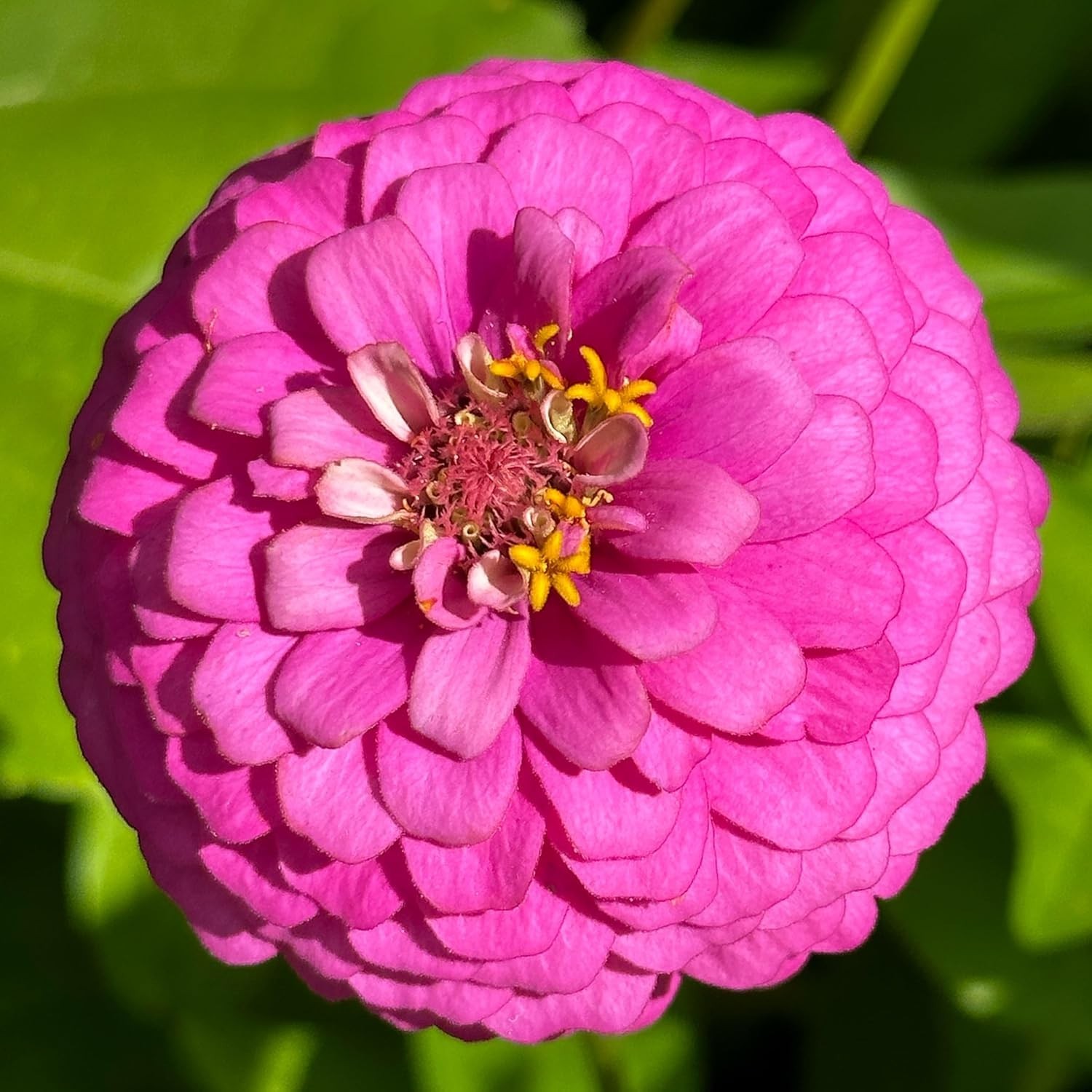 200 Non-GMO Zinnia Seeds Dahlia Mix – Vibrant, Pollinator-Friendly Blooms!