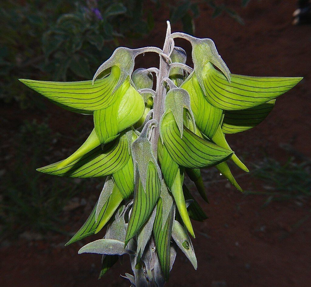 10 Regal Bird Flower Seeds, crotalaria cunninghamii Hummingbird Flower seeds