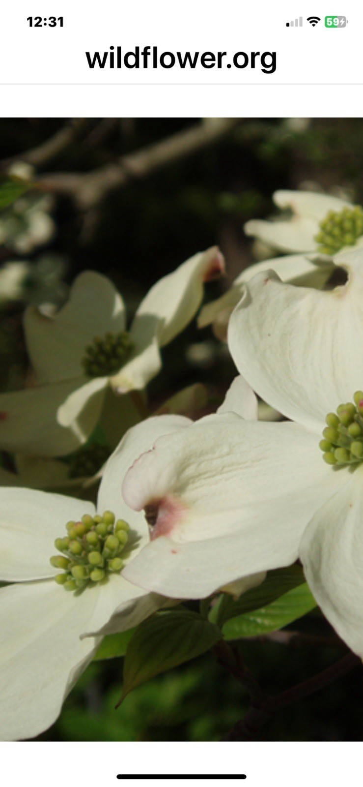 12 White Flowering DogwoodTree Cuttings(no roots)April-Oct Color NativeOrganic