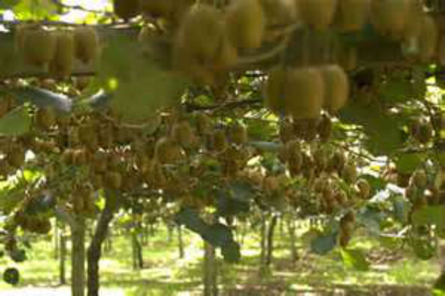 Hayward Kiwi Vine Seeds! GREAT SWEET TASTE! 15 Seeds COMB S/H! See our store.