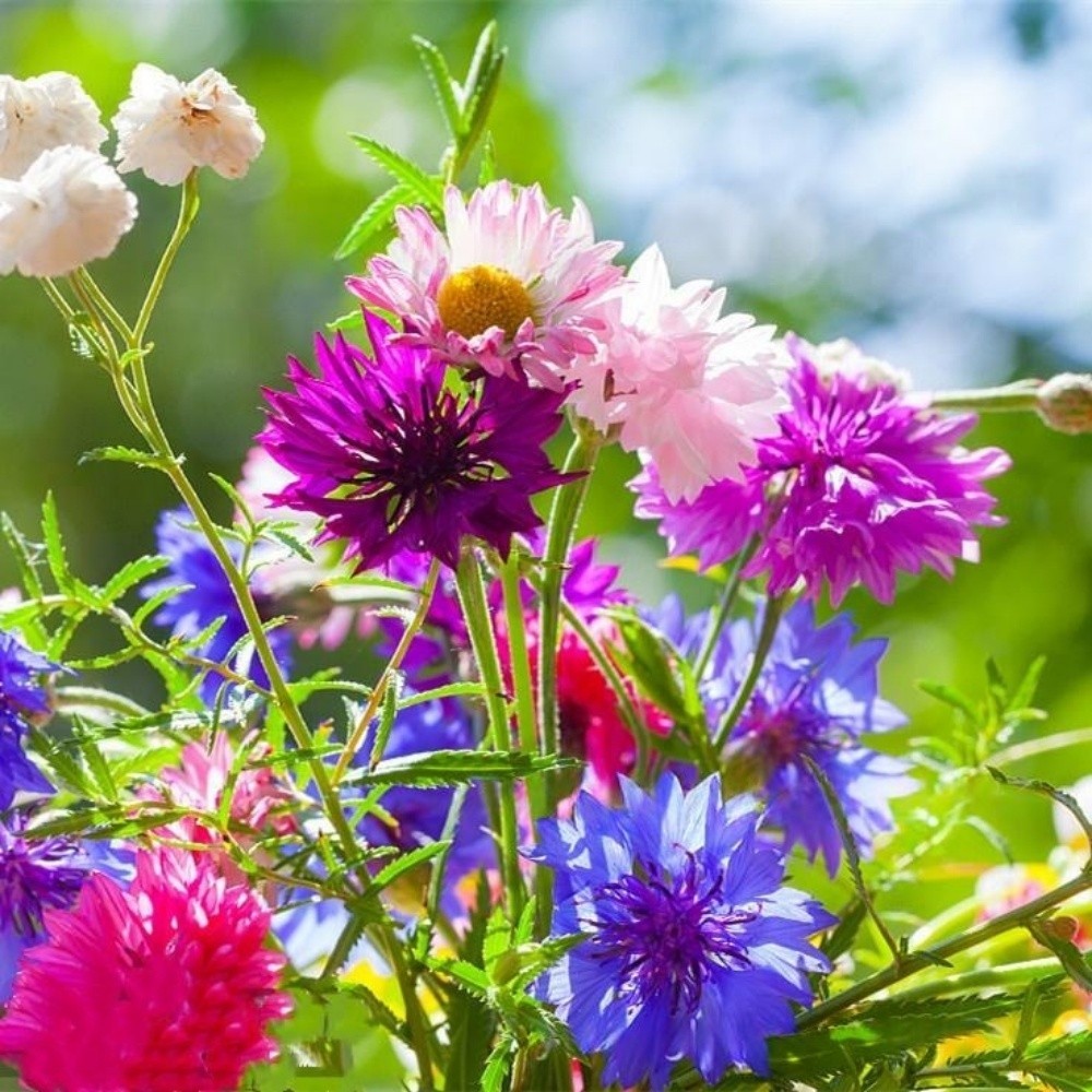 Bachelor Button Cornflower Mixed Seeds | NON-GMO | Heirloom | Fresh Garden Seeds
