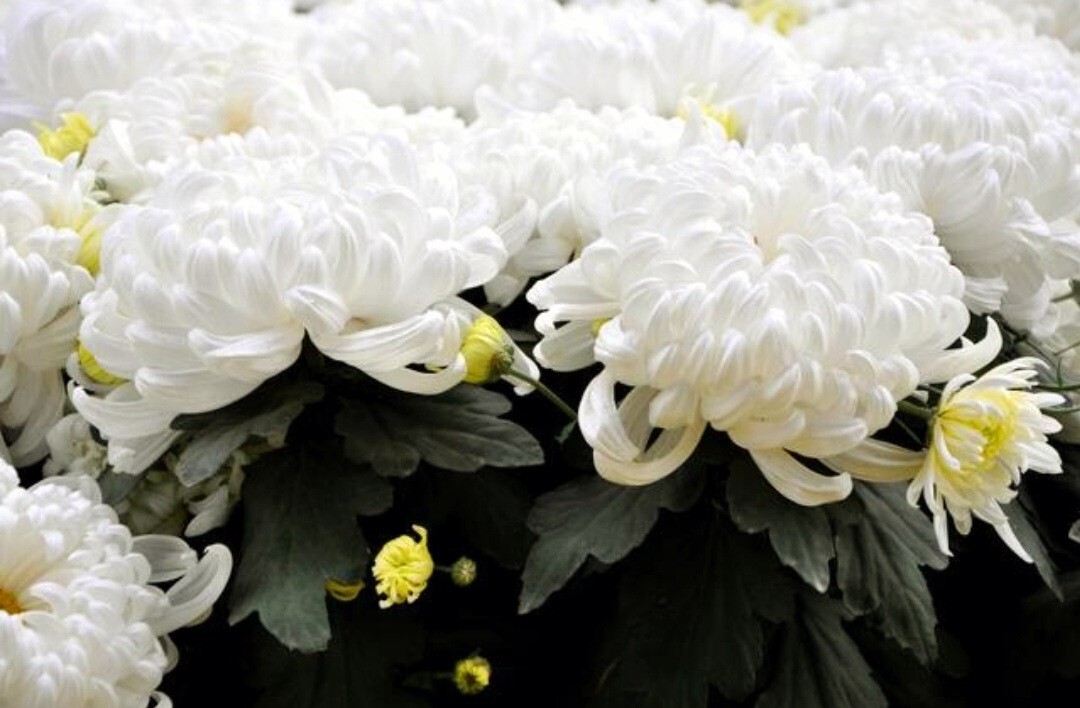 120 Chrysanthemum Seeds White Flower Authentic Chinese Spider Edible-Tea