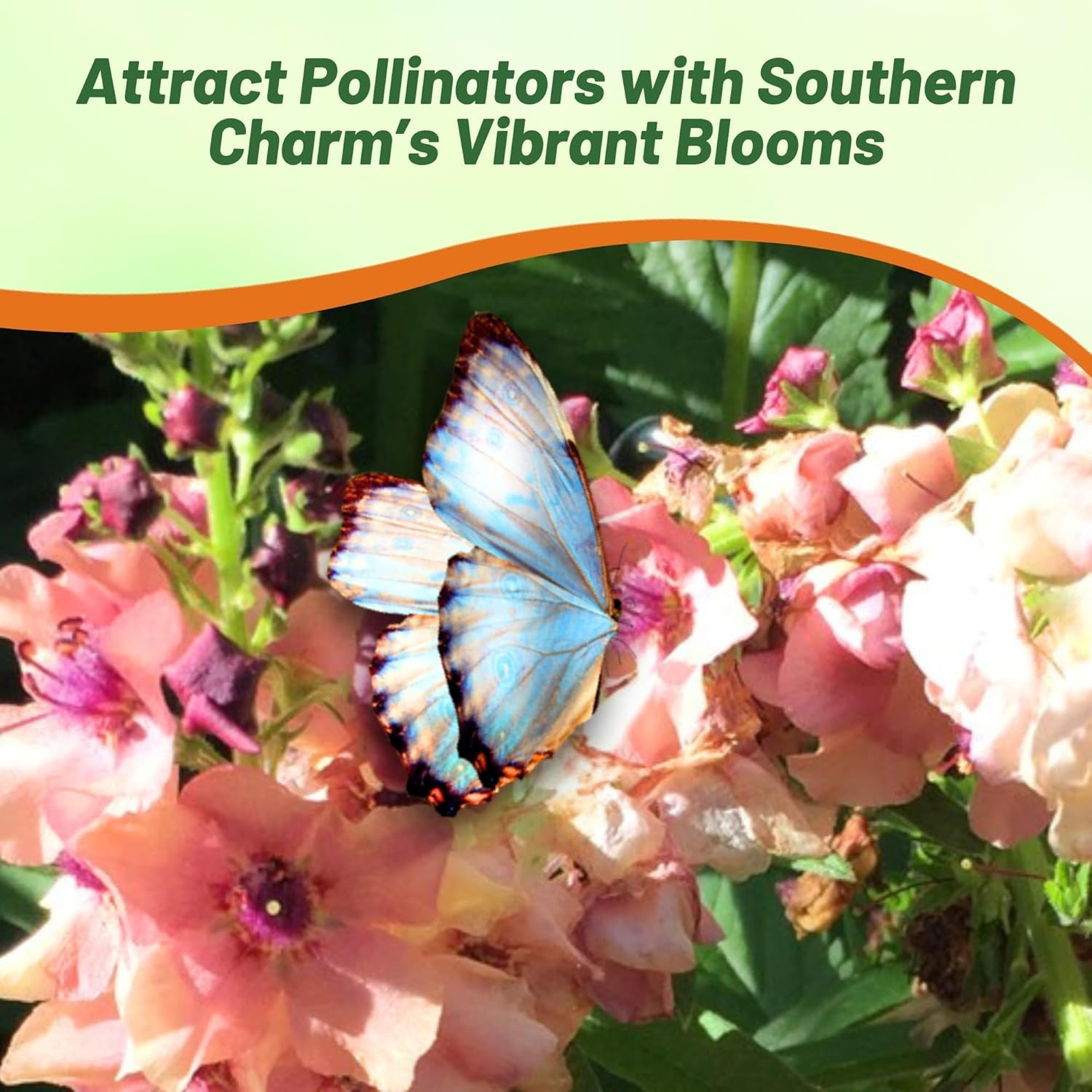 15 Seeds Verbascum Southern Charm Flower Seed Plant Mix – AKA Ornamental Mullein