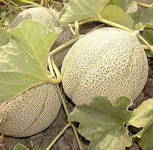 Cantaloupe Planters Jumbo 250 seeds