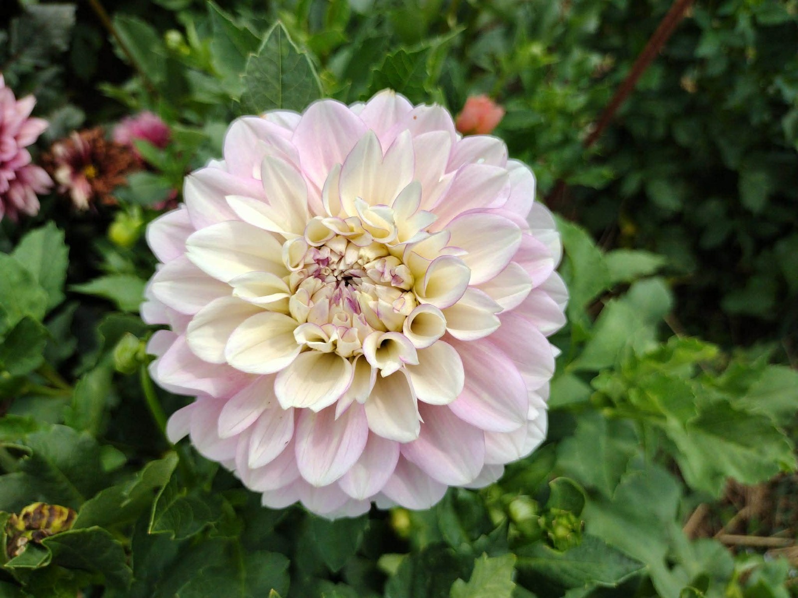 Home Grown Dahlia Flower Tuber Bulb Bundle Lot 10-50 Grower’s Choice Tubers