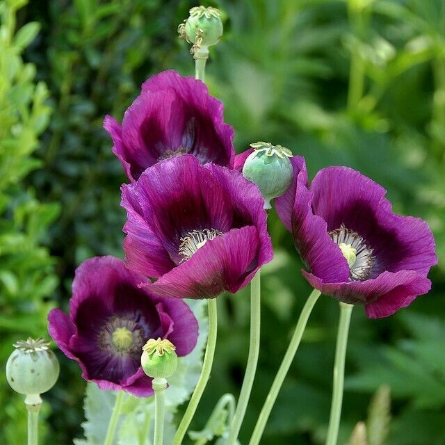BLUE & mix POPPY FLOWER SEEDS – HIMALAYAN Tibetan poppy Wild poppy flower seeds