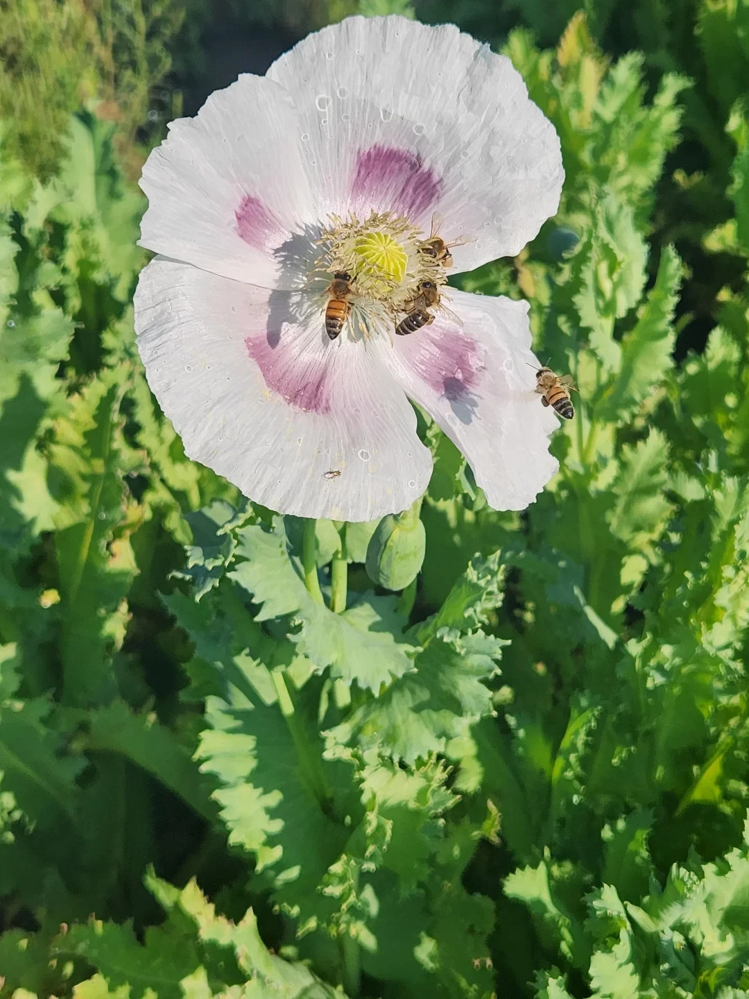 1,000 Tasmanian White Poppy Seeds – P. Somniferum – White Petals Lavender Eyes