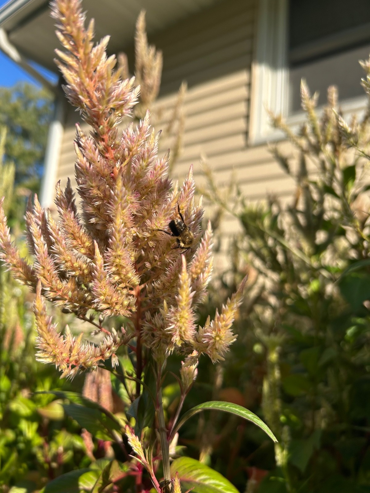 Vintage Rose Celosia Seed – 1/8 tsp serving