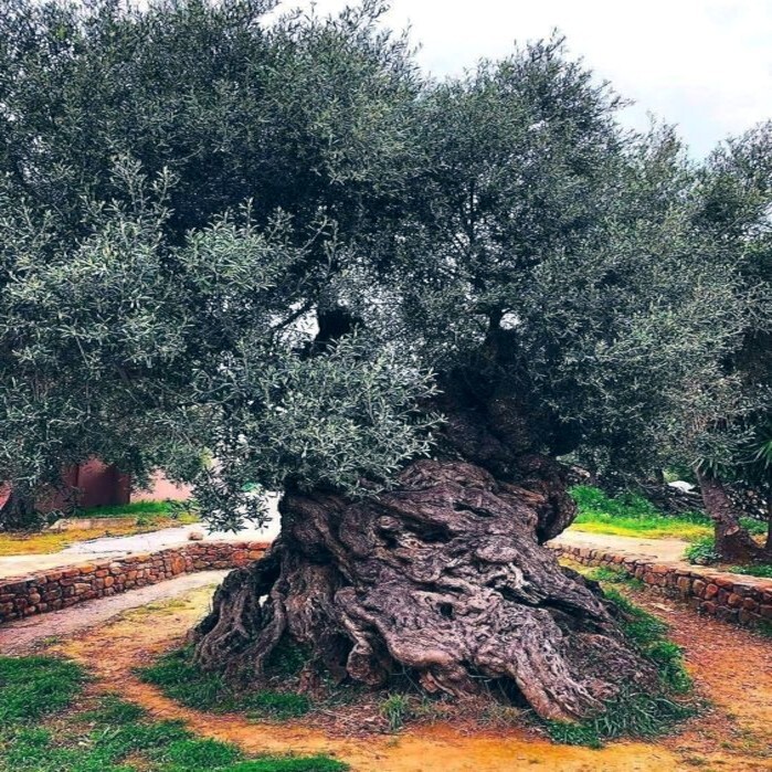 10 CANINO OLIVE TREE SEEDS (Olea europaea) European Common Edible Fruit Plant
