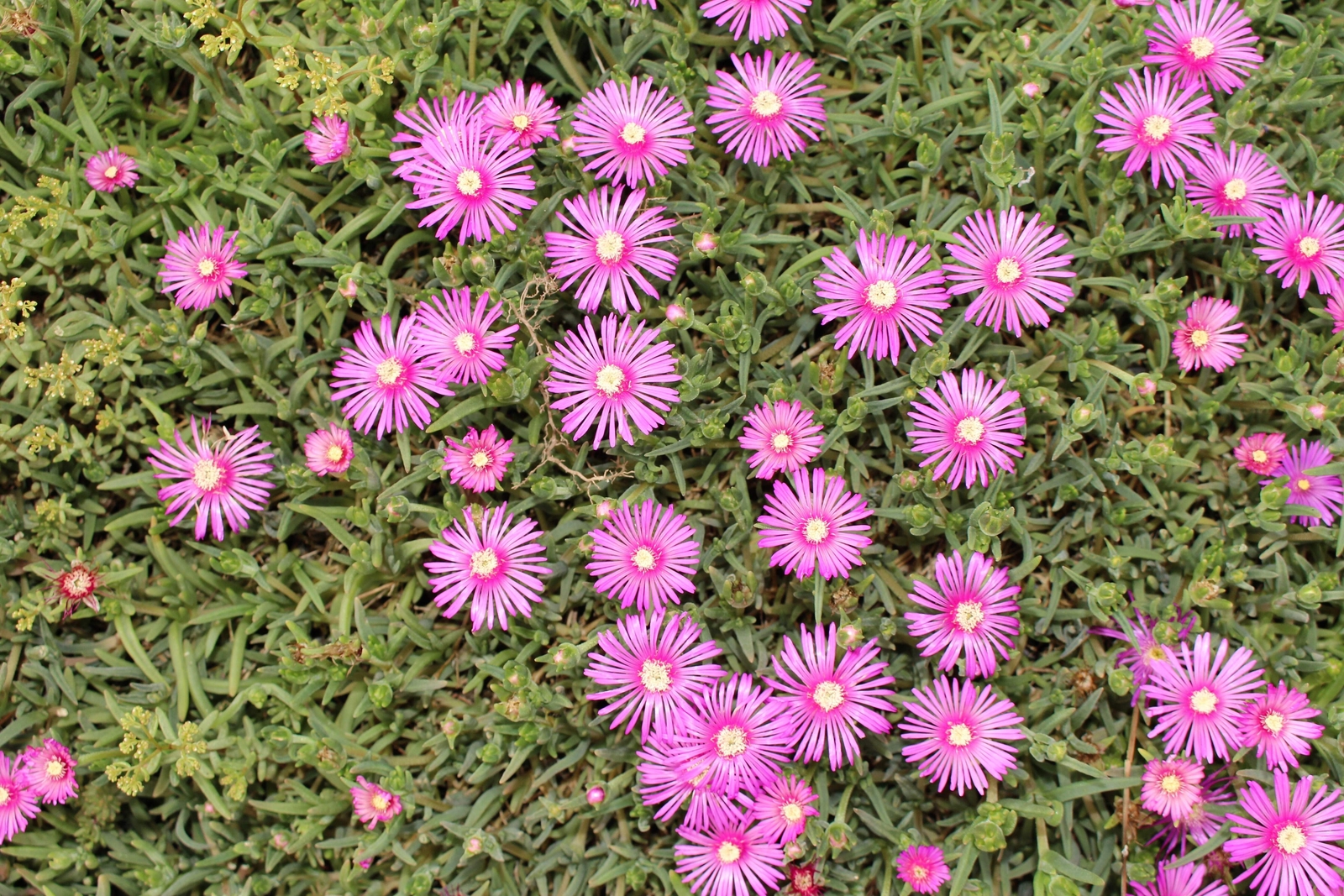 25 TABLE MOUNTAIN ICE PLANT Magenta Fuchsia Delosperma Cooperi Flower Seeds