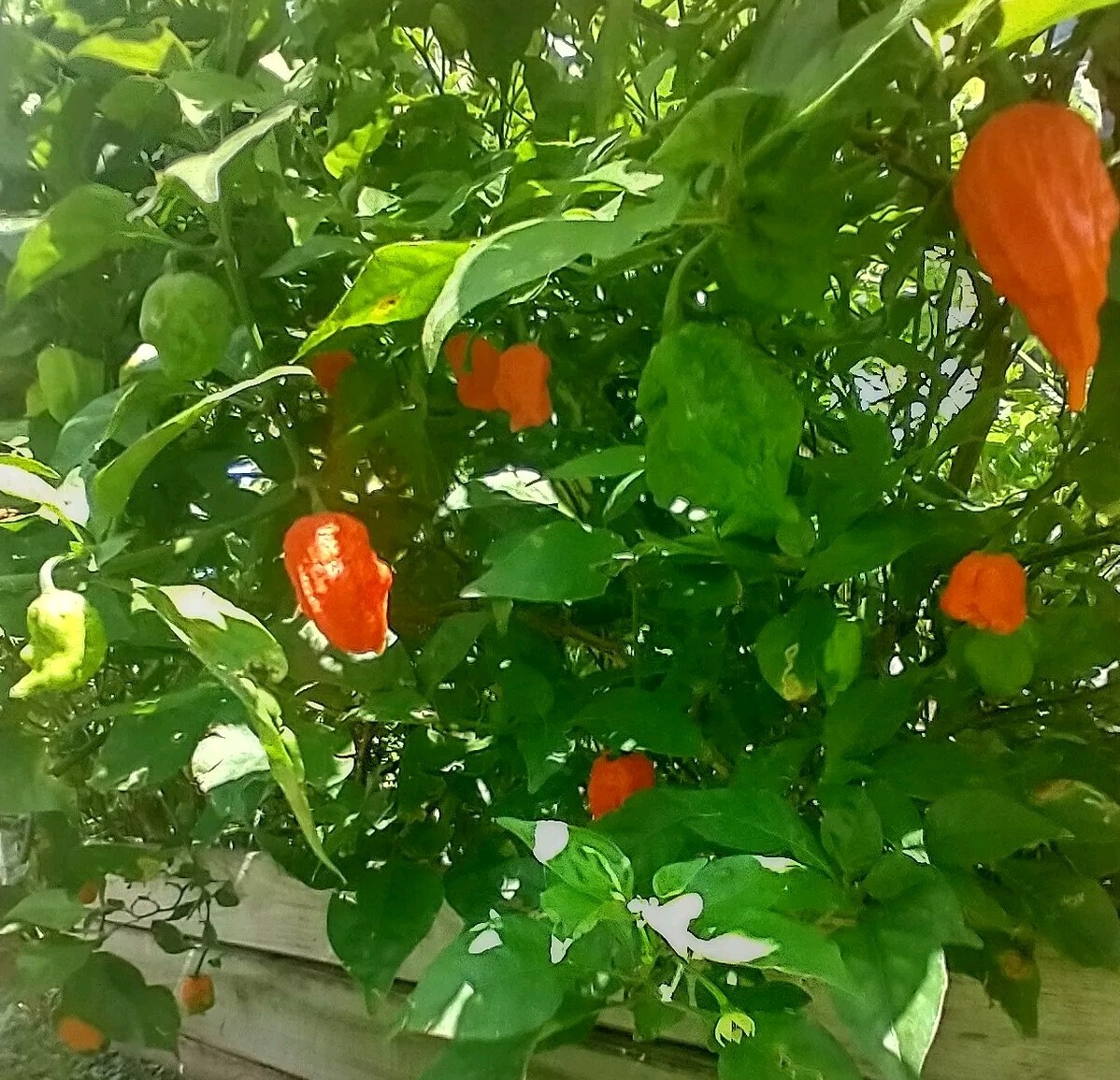 Humongous Hell Hot Heat Haul – 6 Superhot Varieties – Superhot! 120 Seeds Total!