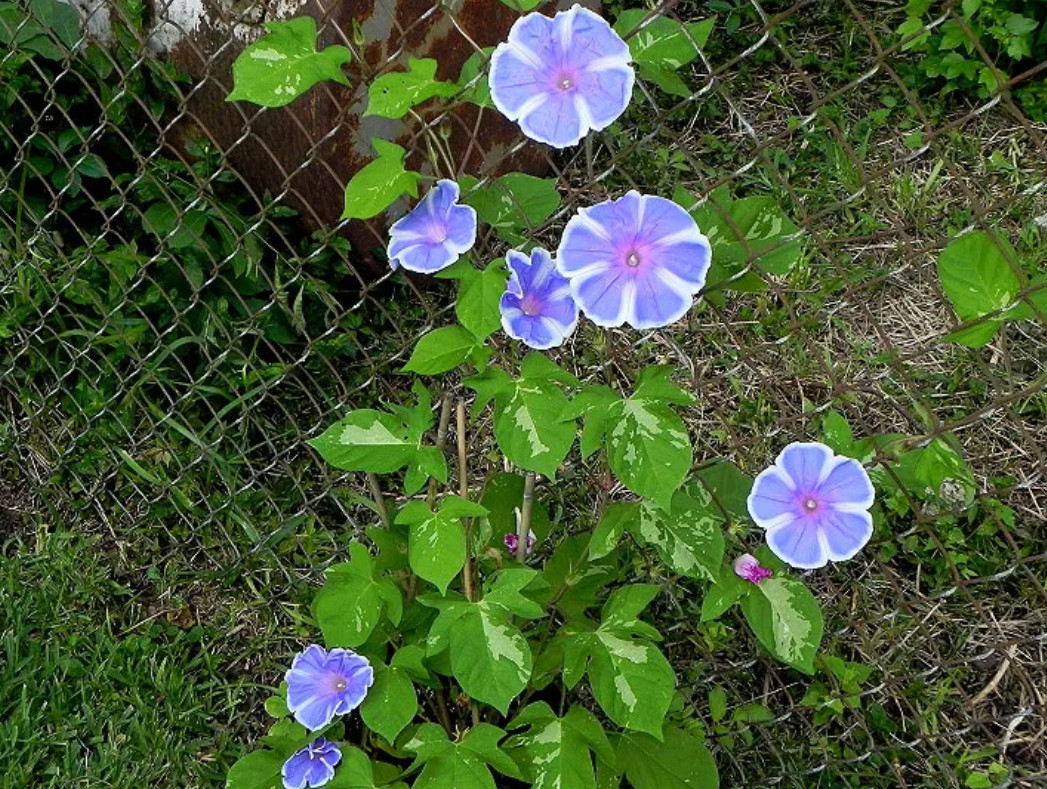 30 Mt Fujji Lavender Blue Morning Glory Seeds – Fast-Growing Climbing Flowers