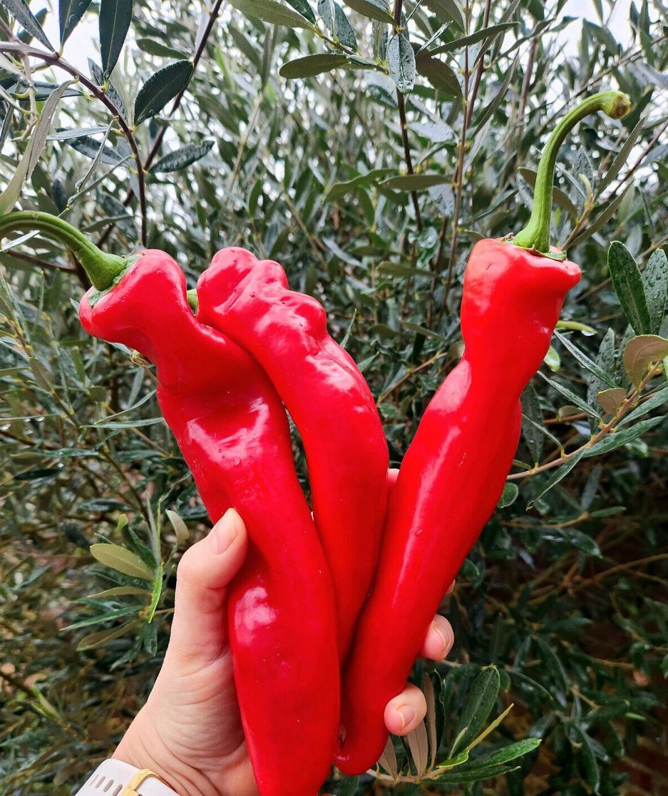 10 Variety Heirloom Pepper Seed Combo – 500 Seeds Total – Ten Garden Classics