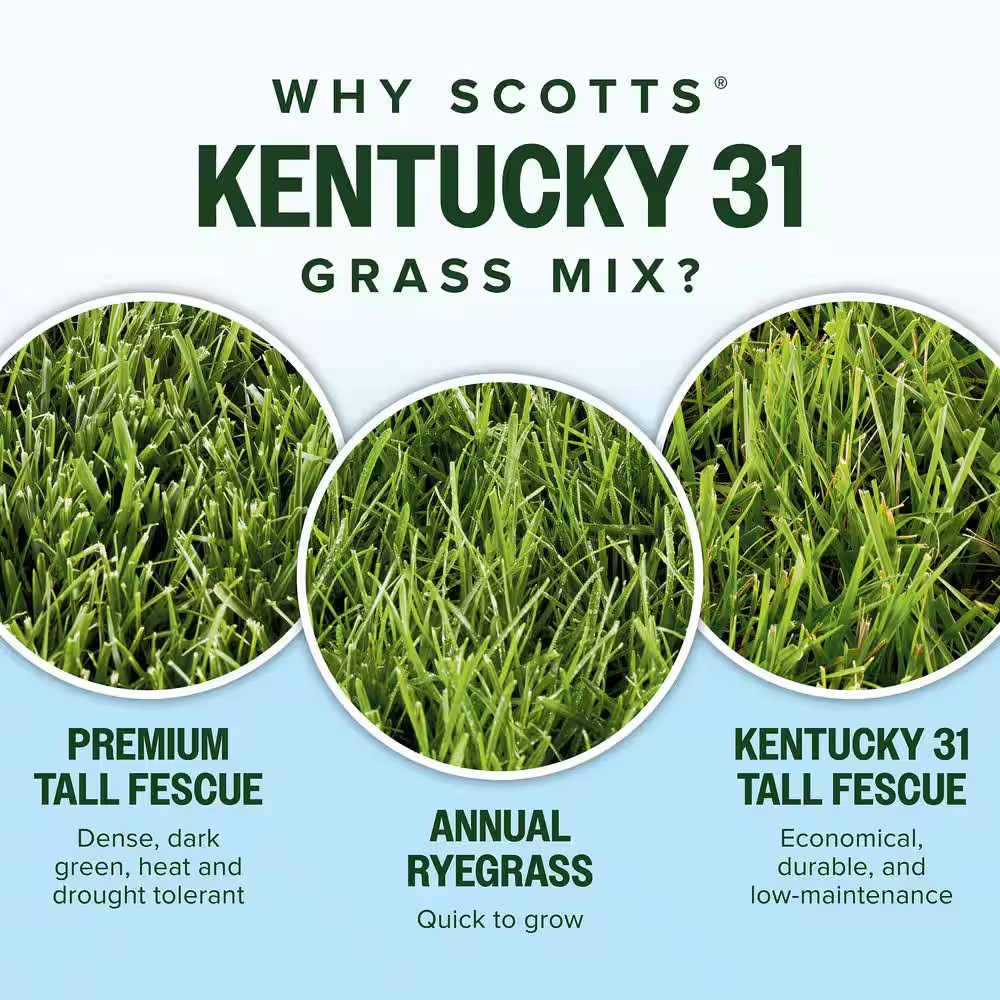 Kentucky 31 Grass Seed Mix 20 Lbs. for New Lawns or Overseeding